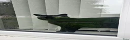 Mixed Breed cats for sale: Tinsel - Sweet, Affectionate 4YO Indoor Cat - Advert 3