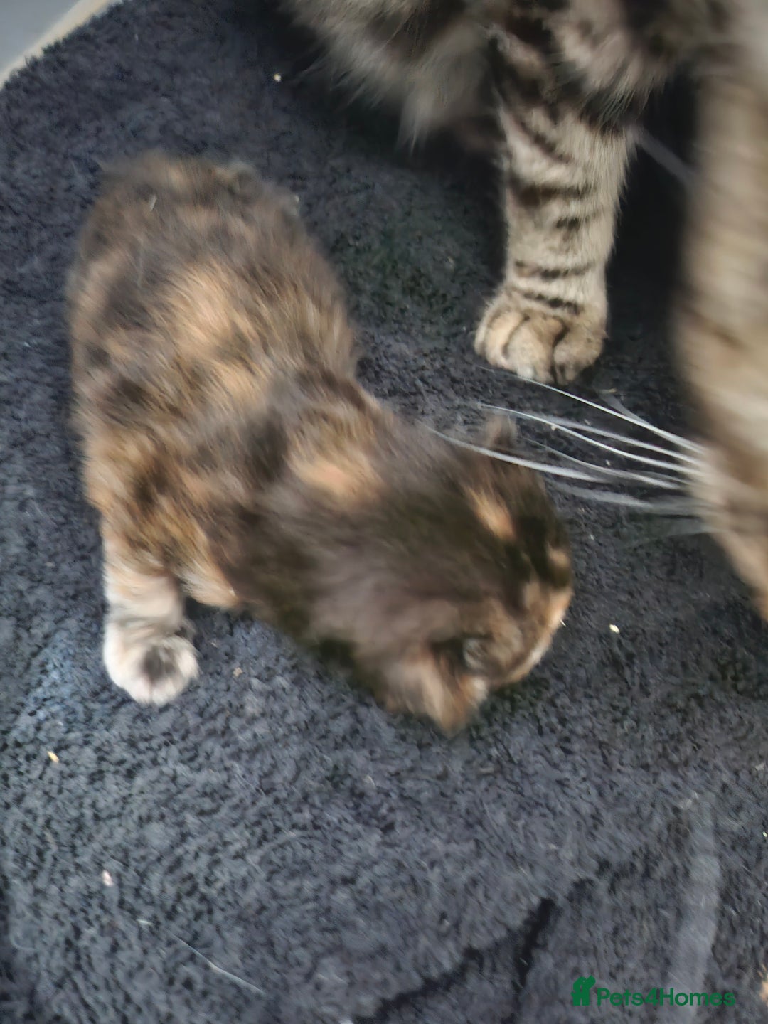 Mixed Breed cats for sale: Georous ginger female tabbies, grey tabby, torties - Advert 14