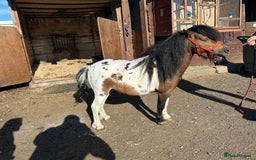 Shetland pony horses for sale: Shetland pony  in Stockport - Image 16