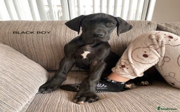 Great Dane dogs for sale: Gorgeous Black/Blue Great Dane Puppies - Image 10