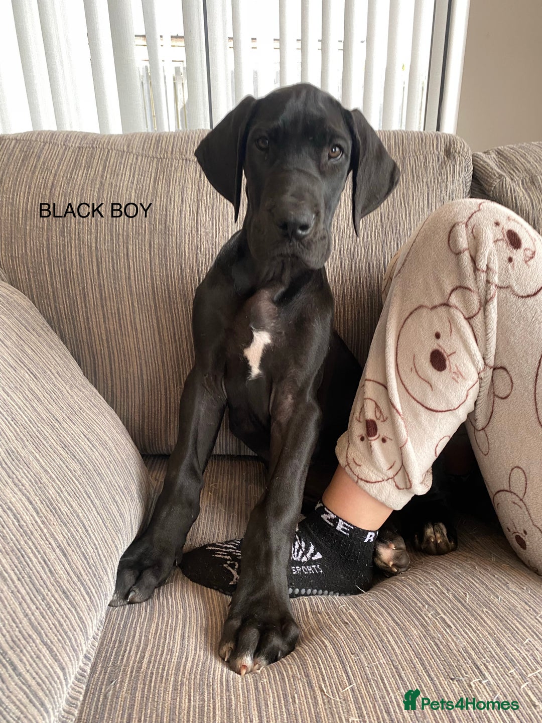 Great Dane dogs for sale: Gorgeous Black/Blue Great Dane Puppies - Image 10