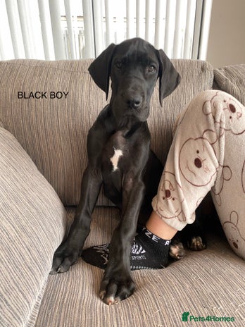 Great Dane dogs - Advert 2
