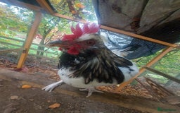 Chickens poultry for sale: More cockerel for sale - Image 14