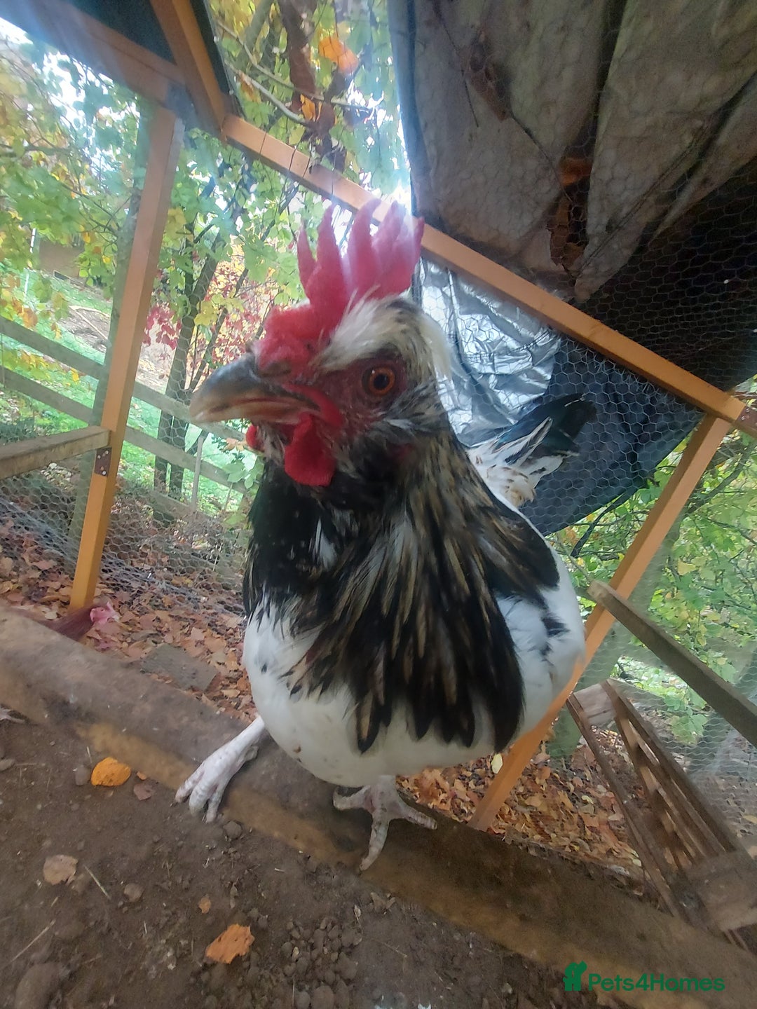 Chickens poultry for sale: More cockerel for sale - Image 14