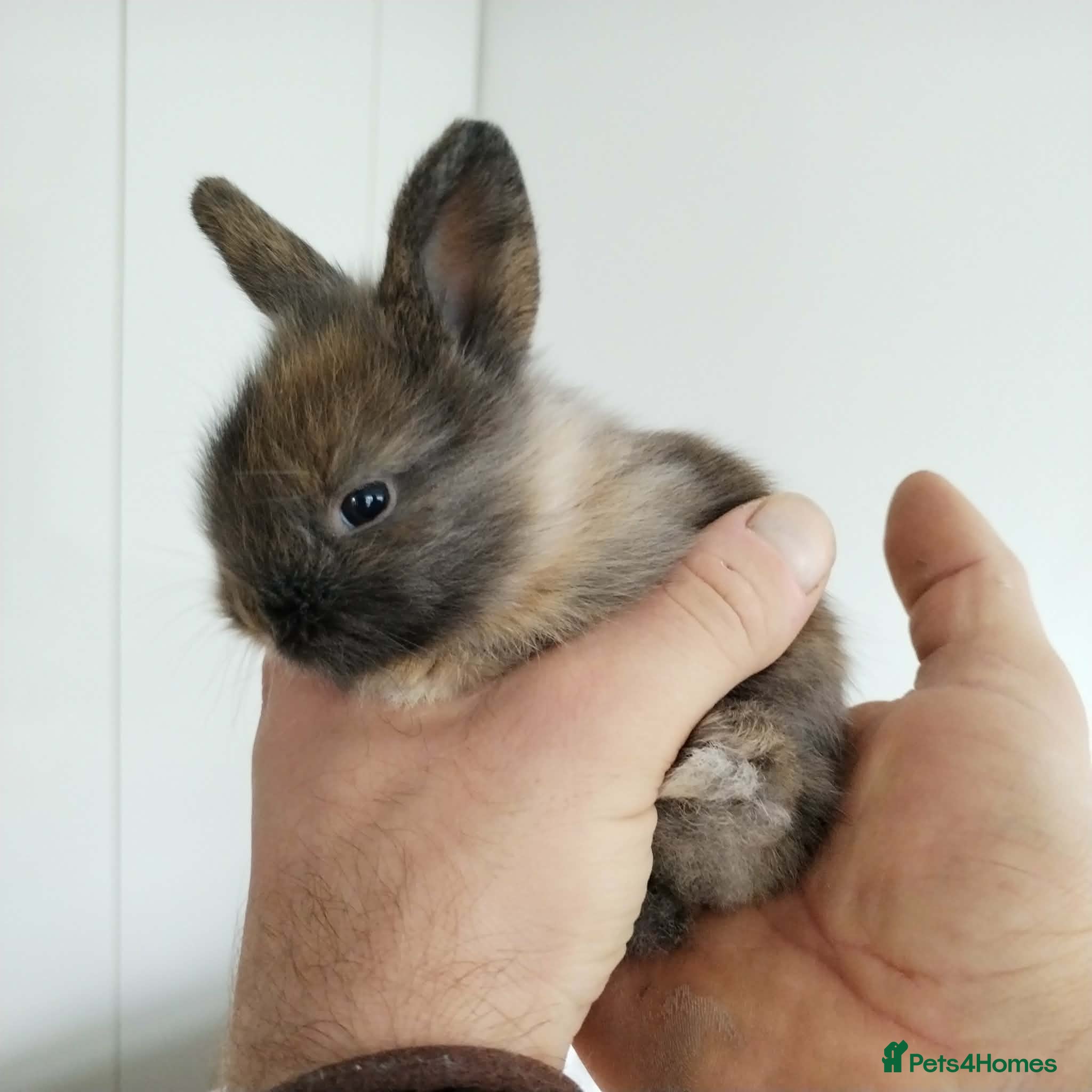 Lionhead rabbits Pure Breed Double Mained Lionhead Kits - Advert 1