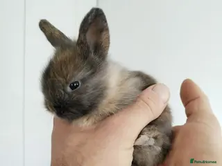 Lionhead rabbits Pure Breed Double Mained Lionhead Kits - Advert 1