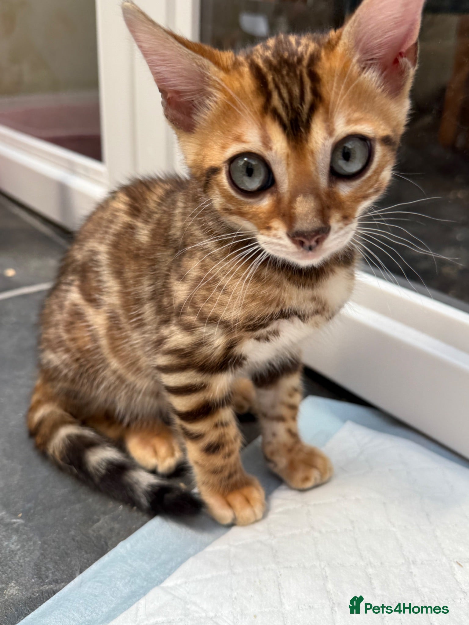 Bengal cats Ready now! 🐾 Pedigree TICA Bengal kittens 🐆  - Advert 2