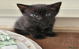Domestic Shorthair cats for sale: Nows the Time to Bond – Kittens Ready for Adopt 🐱 - Image 5