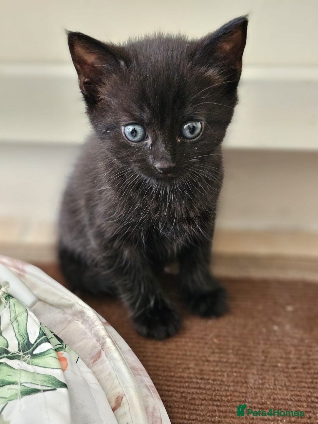 Domestic Shorthair cats for sale: Nows the Time to Bond – Kittens Ready for Adopt 🐱 - Image 5