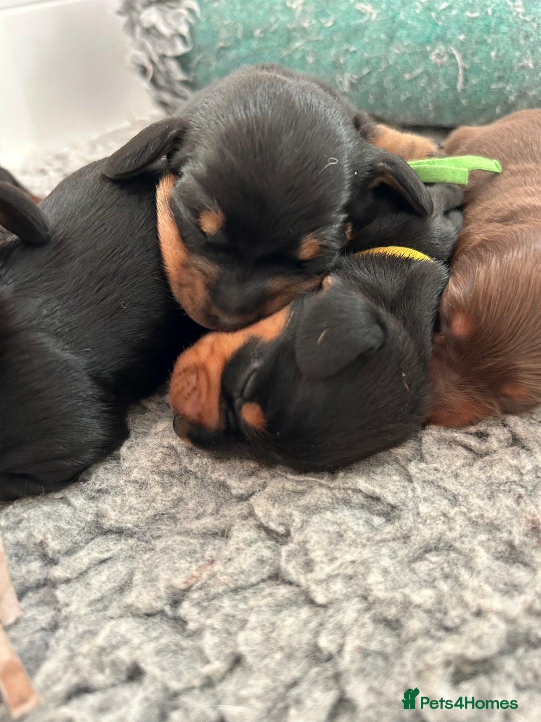 Miniature Dachshund dogs for sale: Miniature Smooth Haired Dachshunds  - Advert 6