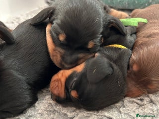 Miniature Dachshund dogs Miniature Smooth Haired Dachshunds - Advert 15