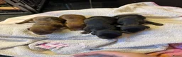 Miniature Dachshund dogs for sale: 3 male Miniature Dachshunds for sale in Bolton - Advert 14