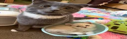 Scottish Fold cats for sale: Beautiful Male Kitten Looking for a Loving Home - Advert 2