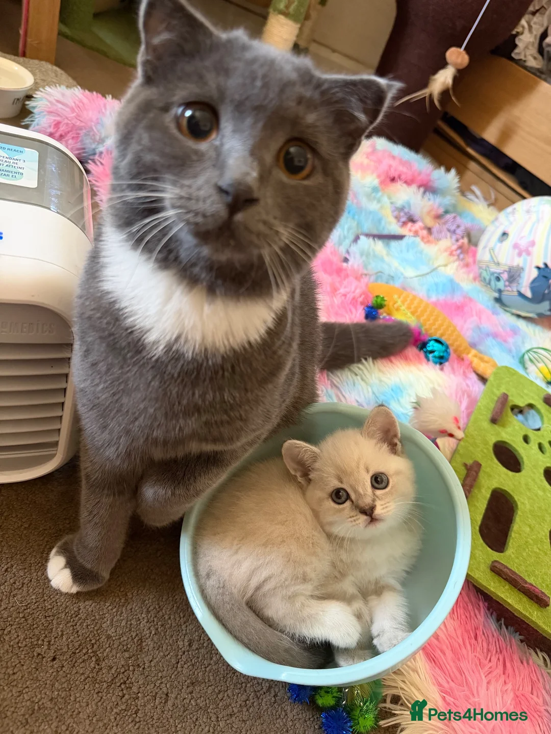 Scottish Fold cats for sale: Beautiful Male Kitten Looking for a Loving Home - Advert 2