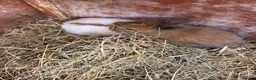 Mini Lion Lop rabbits for sale: Mini lion lops  - Advert 5