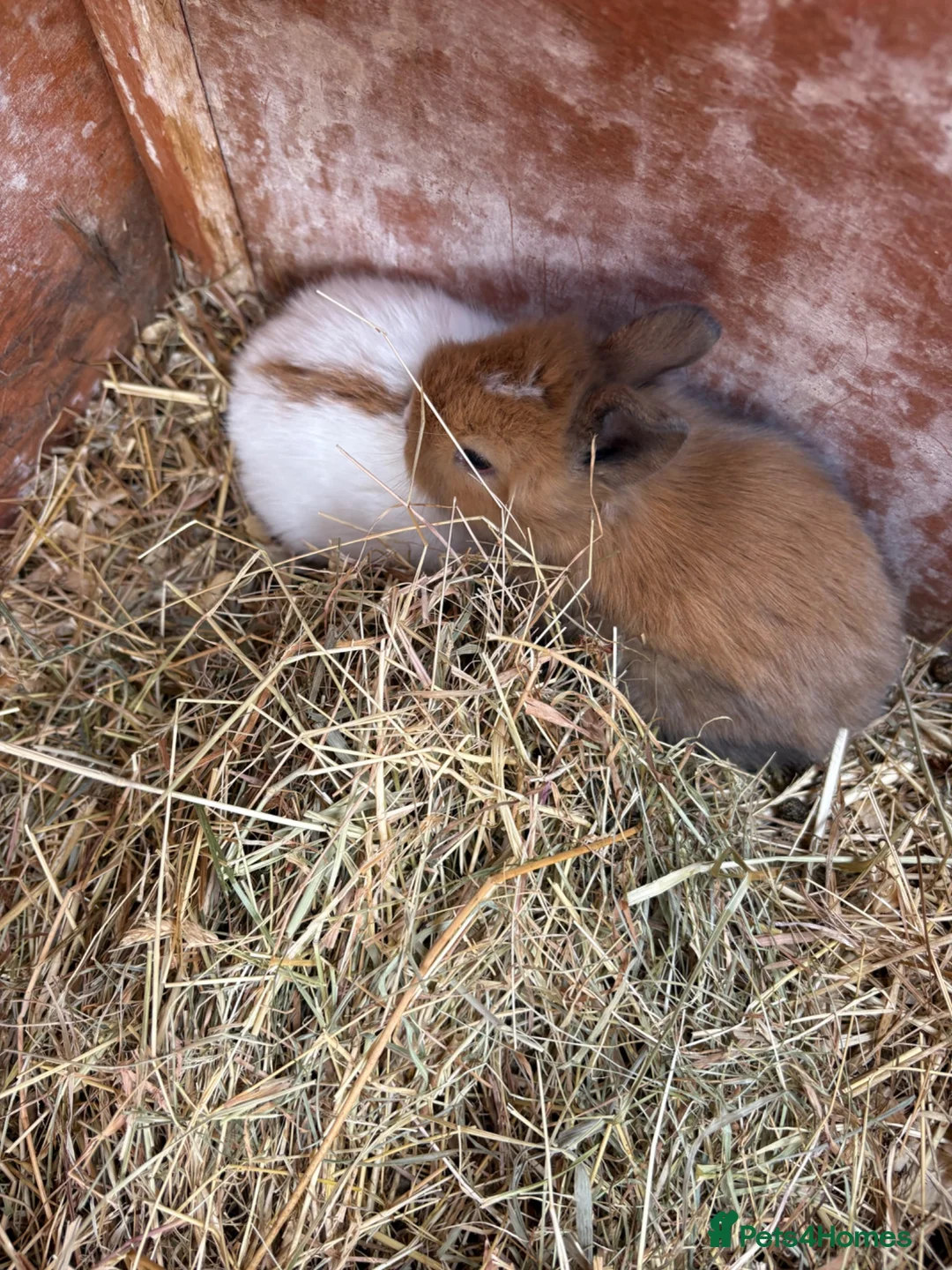 Mini Lion Lop rabbits for sale: Mini lion lops  - Advert 5