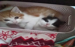 Mixed Breed cats for sale: TWO BEAUTIFUL FEMALE KITTENS - Advert 4