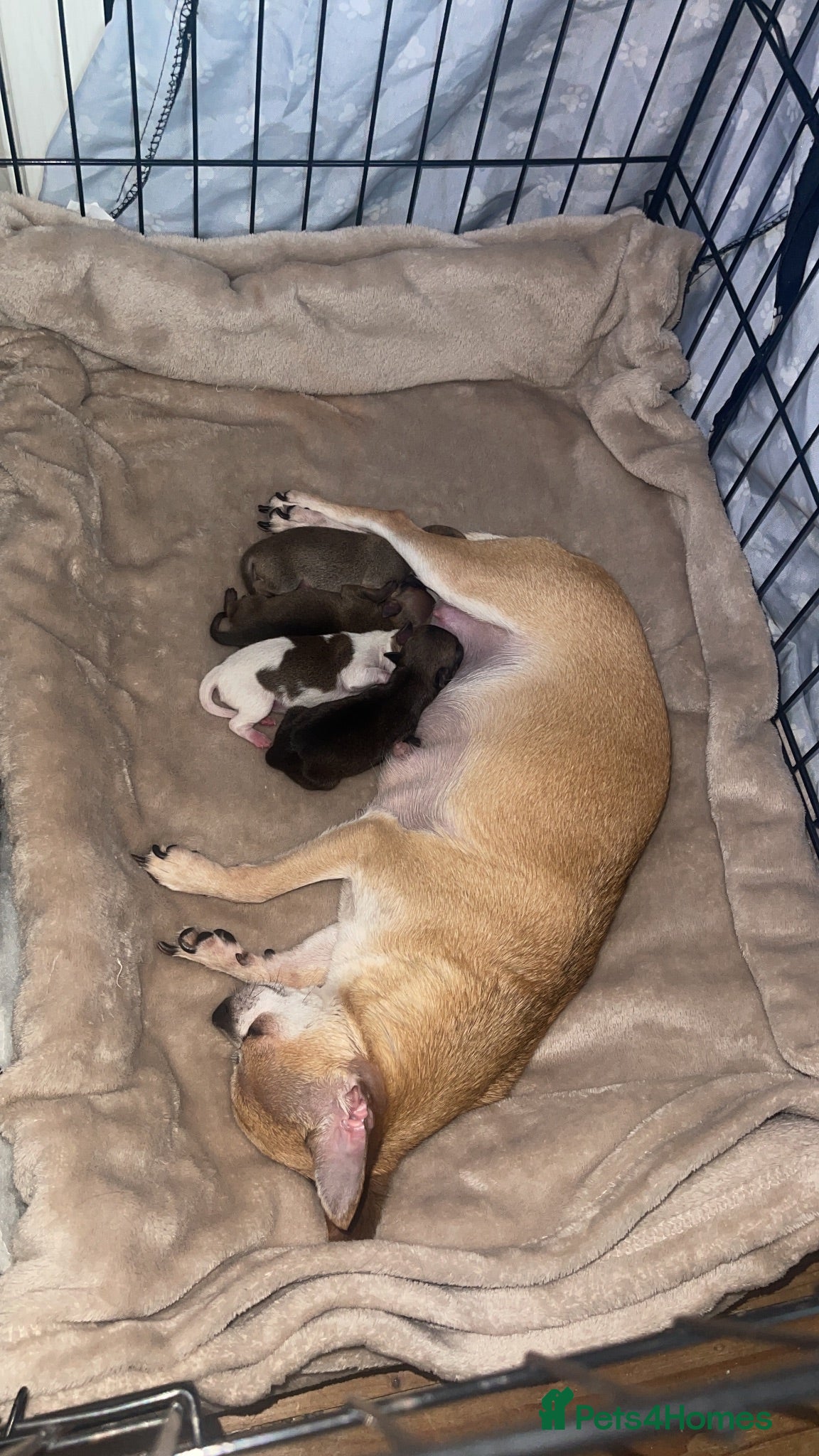 Chihuahua dogs Beautiful chihuahua pups  - Advert 1