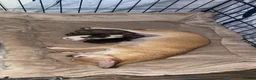 Chihuahua dogs for sale: Beautiful chihuahua pups  in Falkirk - Advert 1