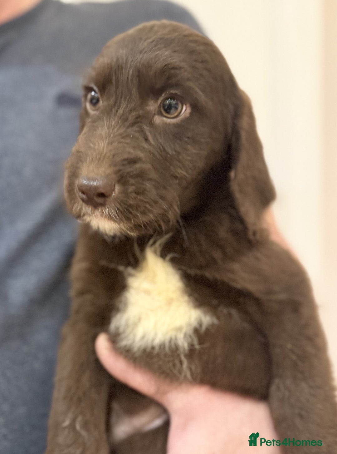 Labradoodle dogs for sale: 5* Fully Vaccinated Australian Labradoodle x Lab - Advert 13