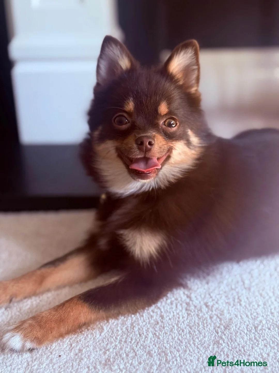 Pomsky dogs for sale: Toy Pomsky in Wickford - Advert 10