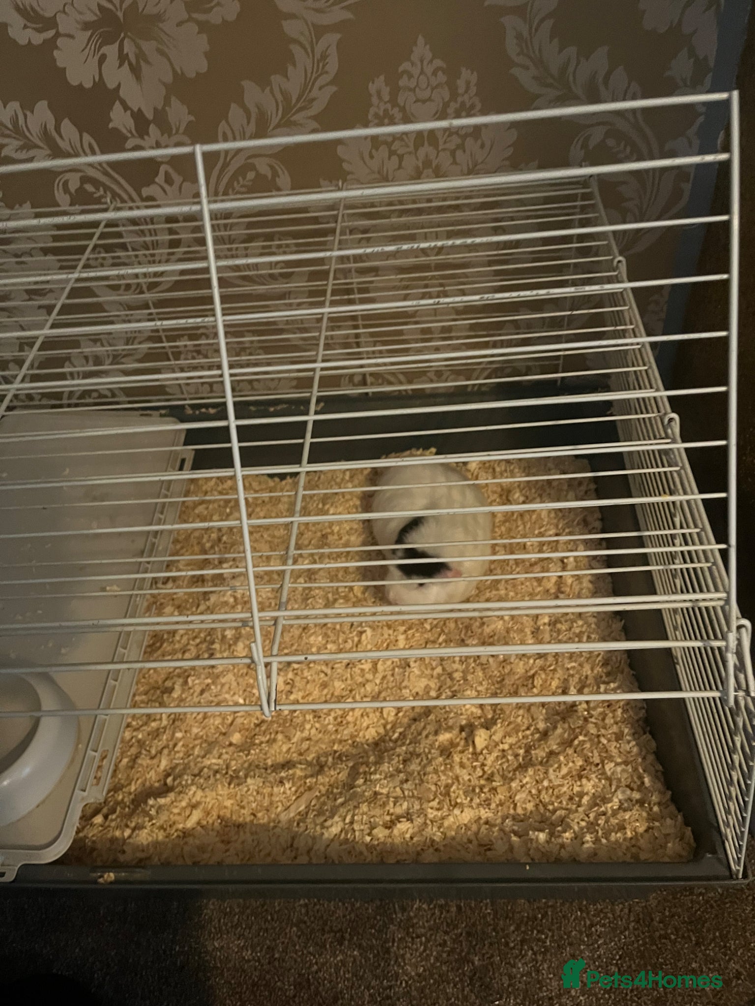Guinea Pig rodents Guinea Pig Free To Good Home - Advert 1