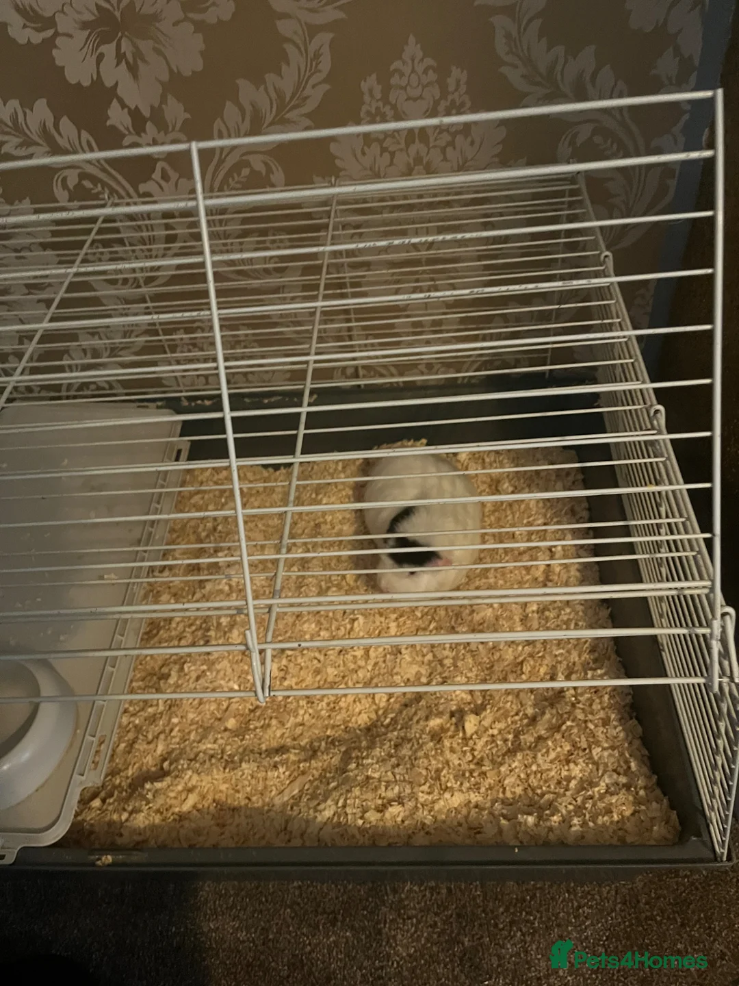 Guinea Pig rodents for sale: Guinea Pig Free To Good Home in Dudley - Advert 1