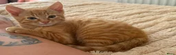 Mixed Breed cats for sale: 🎃Loving🏡Wanted for Our Little Halloween Babies🐾 - Advert 7