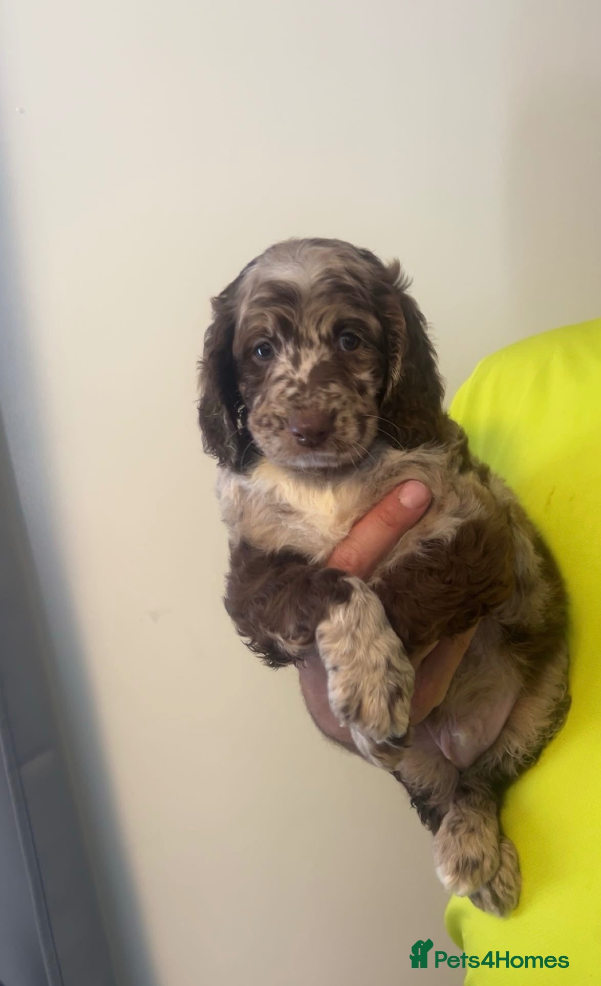 Sproodle dogs STUNNING F2 MERLE SPROODLES - Advert 1