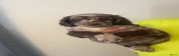 Sproodle dogs for sale: STUNNING F2 MERLE SPROODLES - Advert 2