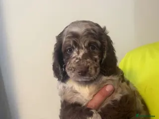 Sproodle dogs STUNNING F2 MERLE SPROODLES - Advert 2