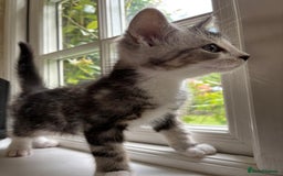Persian cats for sale: Persian chinchilla mix of 3 boys left in St Albans - Image 20