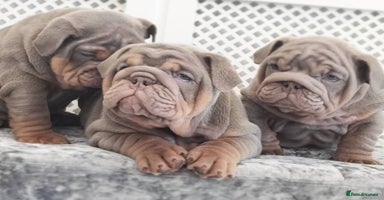 English Bulldog dogs - Advert 8