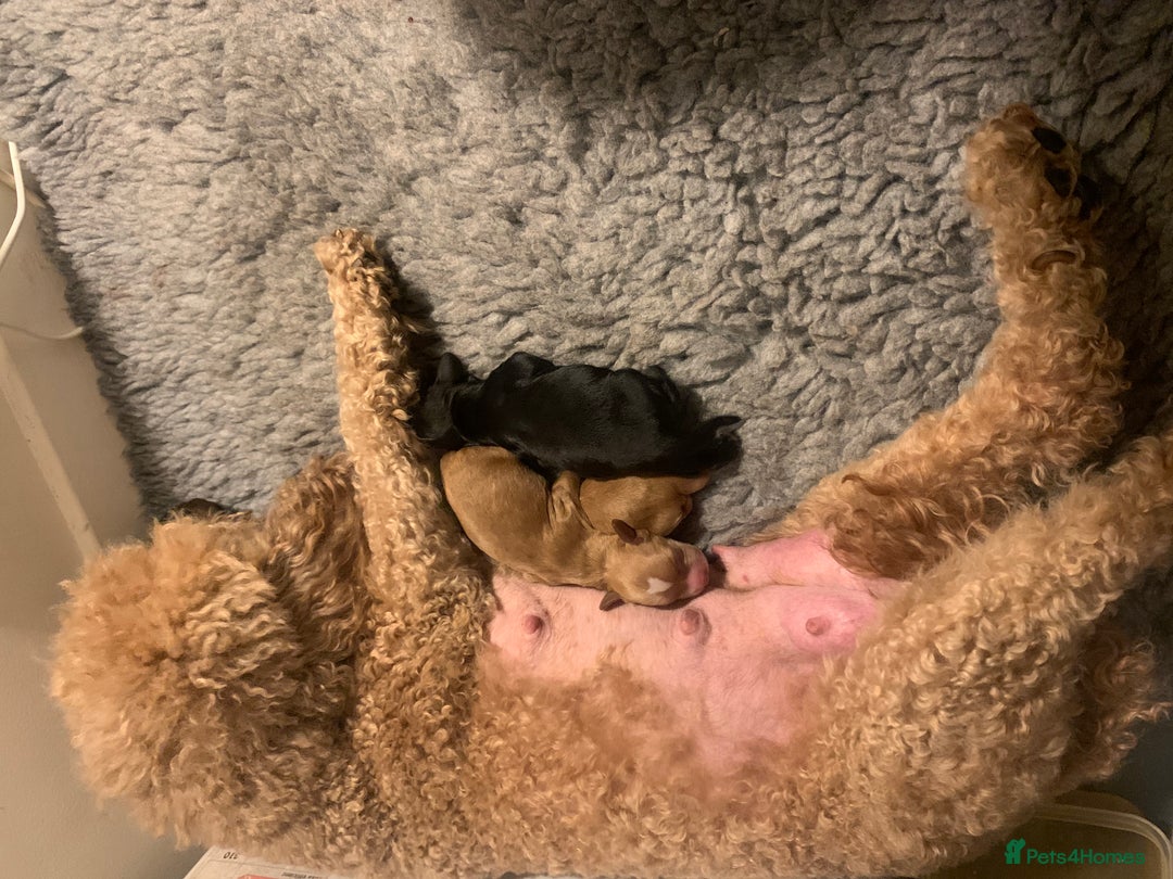 Cockapoo dogs for sale: Cockapoo F1b - Advert 8