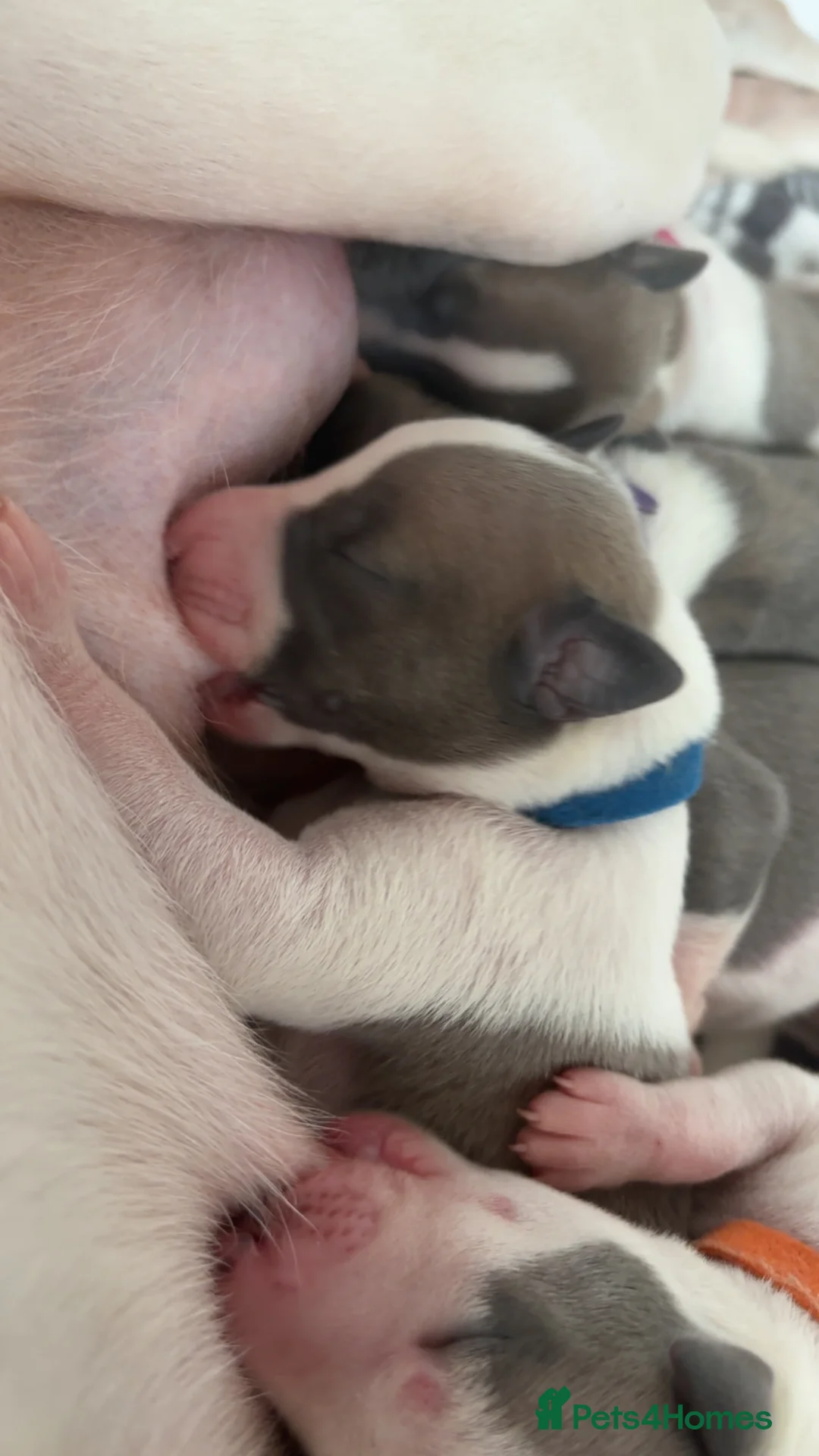 Whippet dogs for sale: 🌟 quality KC whippet pups 🌟 - Advert 27