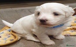 Maltese dogs for sale: Maltese Puppy KC Registred 9 weeks old London EN5 - Image 23