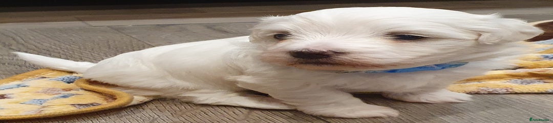 Maltese Puppy 1