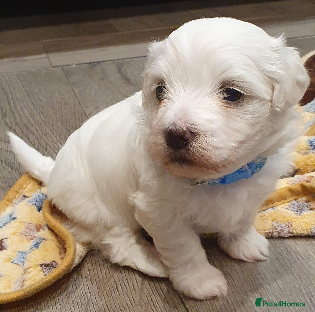 Maltese dogs for sale: Maltese Puppy KC Registred 9 weeks old London EN5 - Image 23