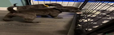 Staffordshire Bull Terrier 1 - brindle (no collar)