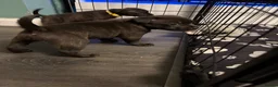 Staffordshire Bull Terrier dogs for sale: Staffie Puppies - blue & brindle in Ellesmere Port - Advert 9