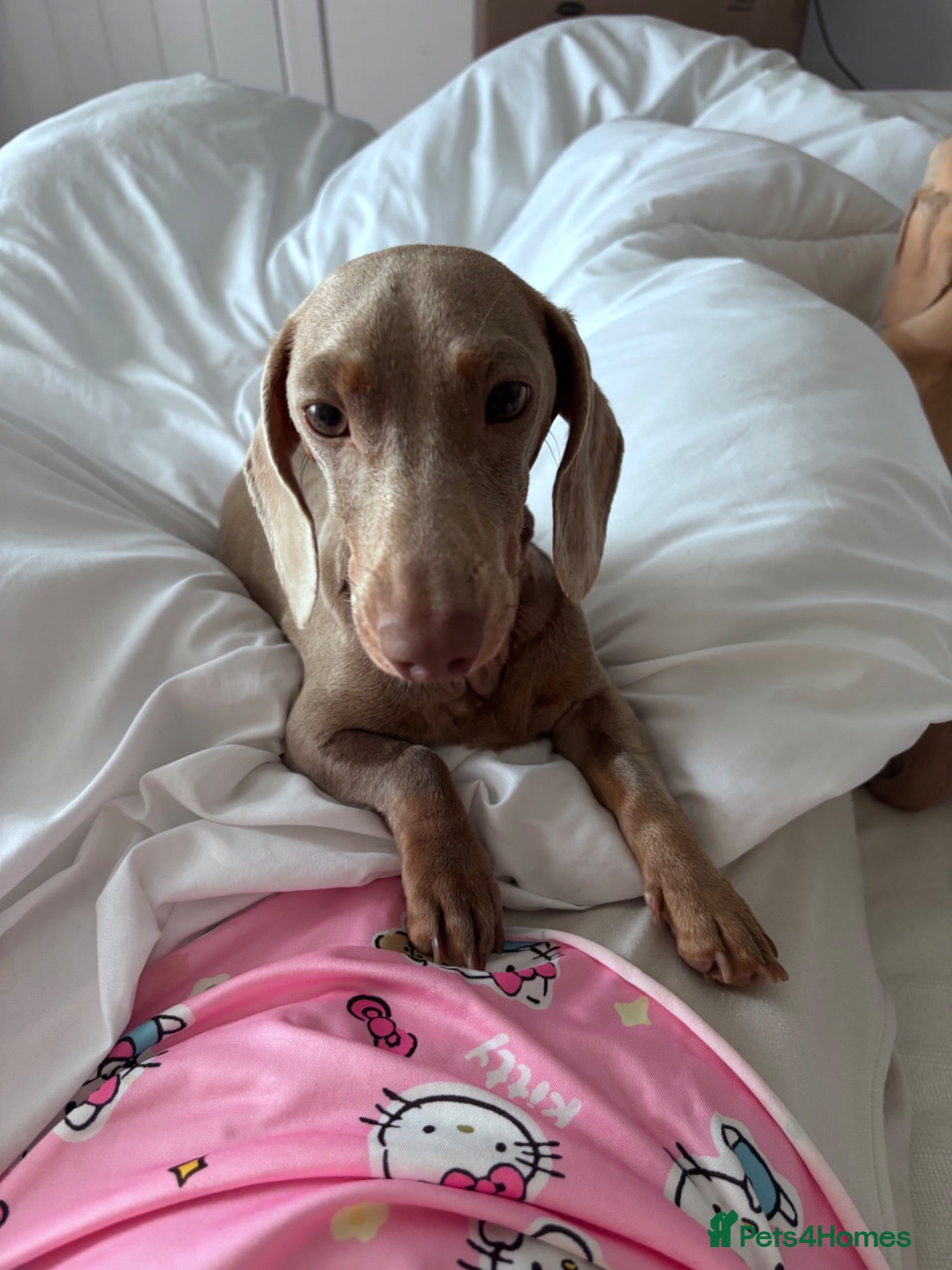 Miniature Dachshund dogs STUNNING MINIATURE DACHSHUNDS FOR SALE😍💕 - Advert 1