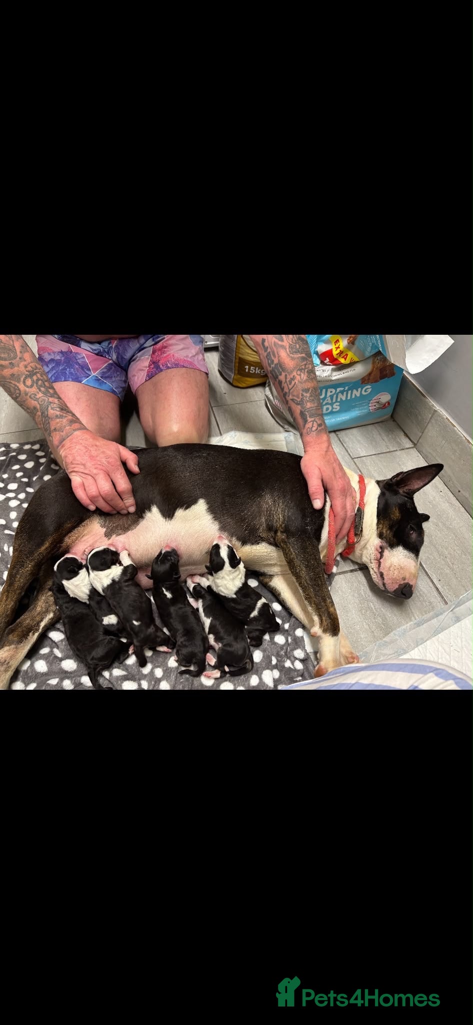English Bull Terrier dogs Champion bloodline  - Advert 5