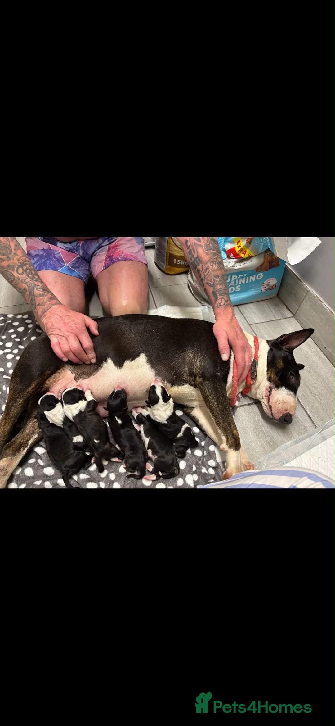 English Bull Terrier dogs for sale: Champion bloodline  - Advert 1