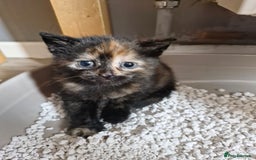 Mixed Breed cats for sale: 4 beautiful moggie girls  - Image 6
