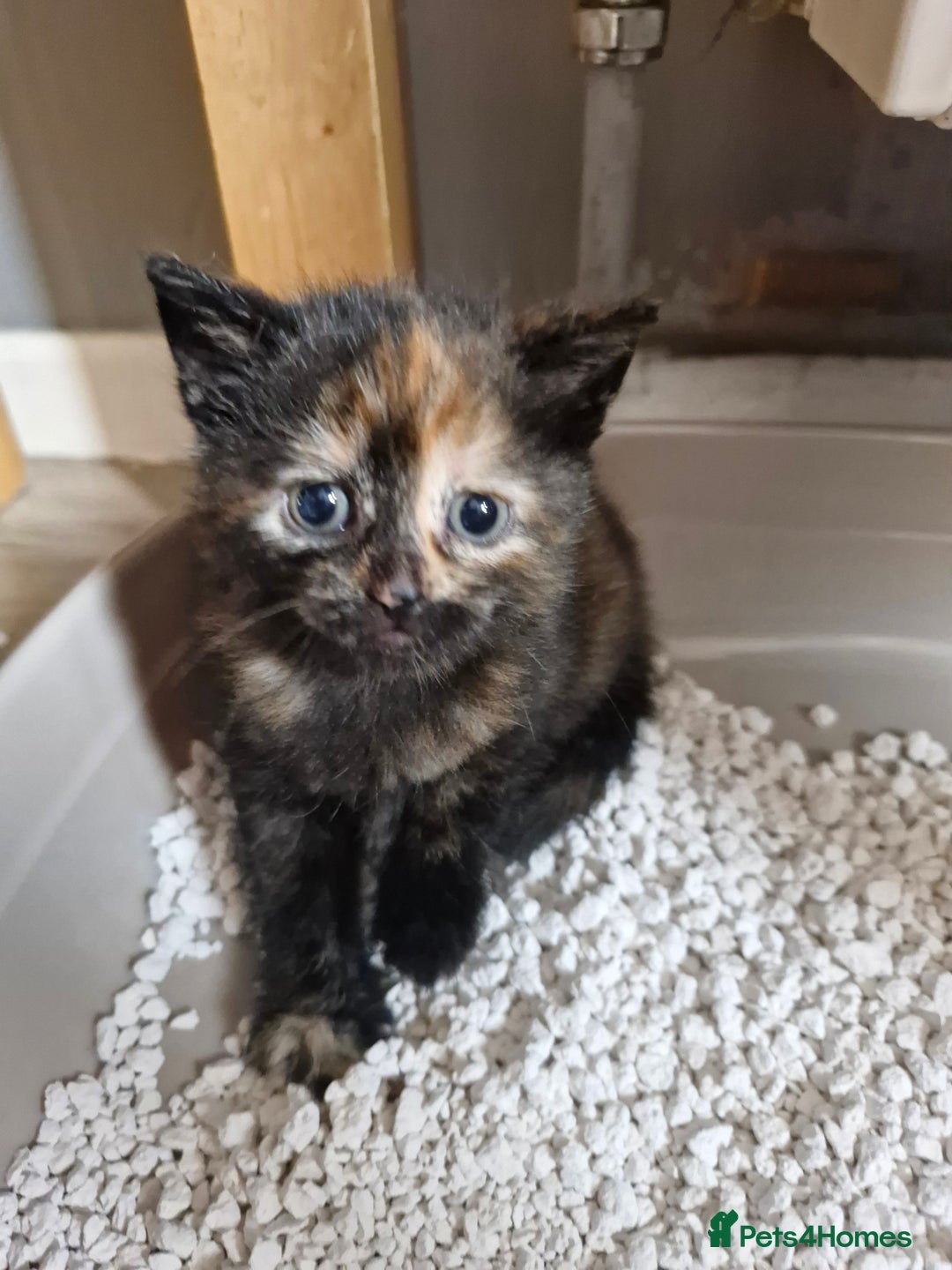 Mixed Breed cats for sale: 4 beautiful moggie girls  - Image 6