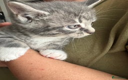 Mixed Breed cats for sale: Only 2 kittens 🐈‍⬛ left. - Image 3