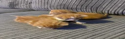 British Shorthair cats for sale: Gorgeous ginger babies in Swaffham - Advert 3