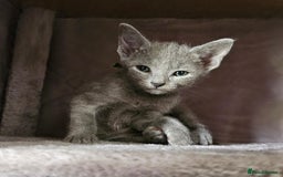 Russian Blue cats for sale: Mix Russian Blue and Maine Coon - Image 6