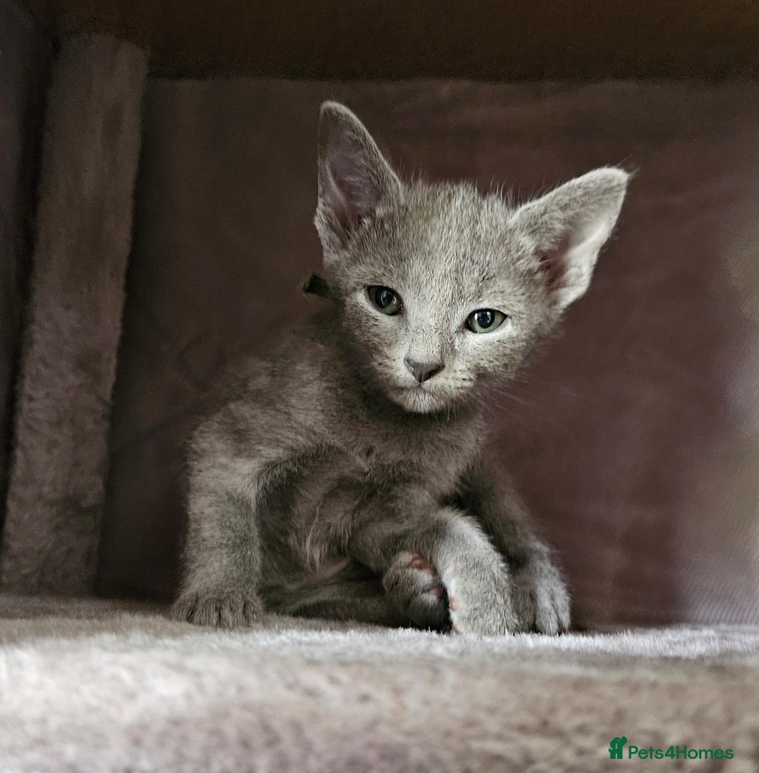 Russian Blue cats for sale: Mix Russian Blue and Maine Coon - Image 6