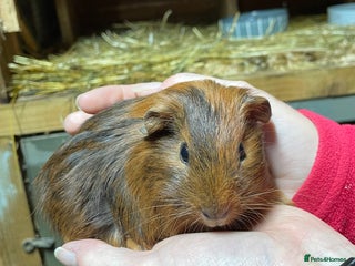 Guinea Pig rodents BONDED PAIR OF GUINEA PIG BABIES - Advert 23
